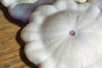 Plant pâtisson - blanc