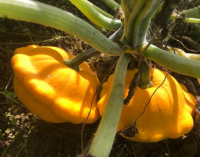 Plant pâtisson - orange