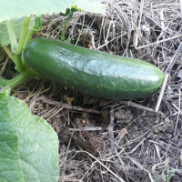 Plant concombre - muncher