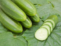 Plant concombre - persika