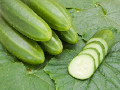 Plant concombre - persika