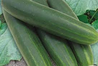Plant concombre - sonja