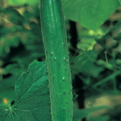 Plant concombre - vert long anglais