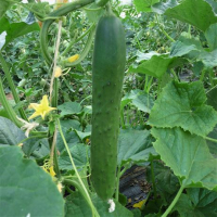 Plant concombre - tanja