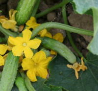Plant cornichon - vert fin de meaux