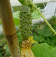Plant cornichon - vert petit de paris