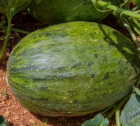 Plant melon - d'espagne