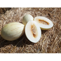 Plant melon - douceur de l'arc