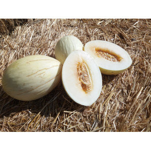 Plant melon - douceur de l'arc