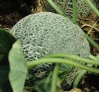 Plant melon - sucrin de tours