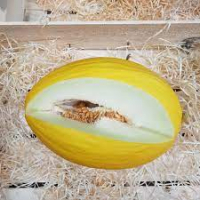 Plant melon - jaune canari hatif