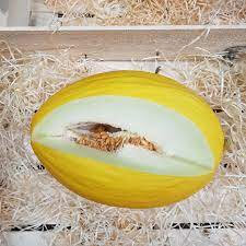 Plant melon - jaune canari hatif