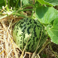 Plant melon - cantaloup de luneville