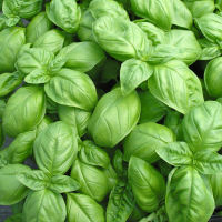 Plant basilic - grand vert (genovese)