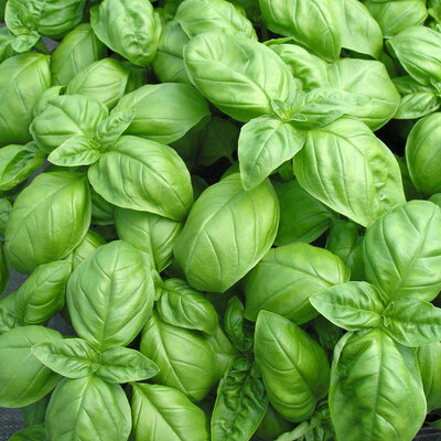 Plant basilic - grand vert (genovese)
