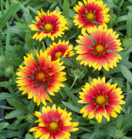 Plant gaillarde (vivace)