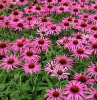 Plant rudbeckia (vivace)