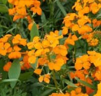 Plant erysimum (giroflée / bisannuelle)