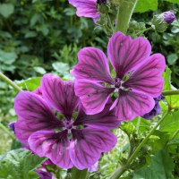 Plant mauve de mauritanie (vivace)