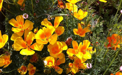 Plant pavot de californie (annuelle)