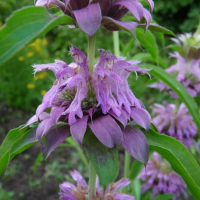 Plant monarde citron (annuelle)