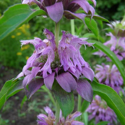Plant monarde citron (annuelle)