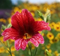 Plant salpiglossis (annuelle)