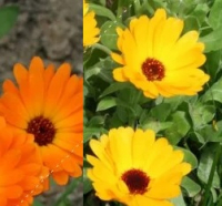 Plant souci des jardins (annuelle)