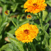 Plant souci officinal (annuelle)