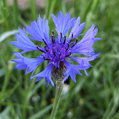 Centauree ou bleuet (annuelle/fleur comest.)
