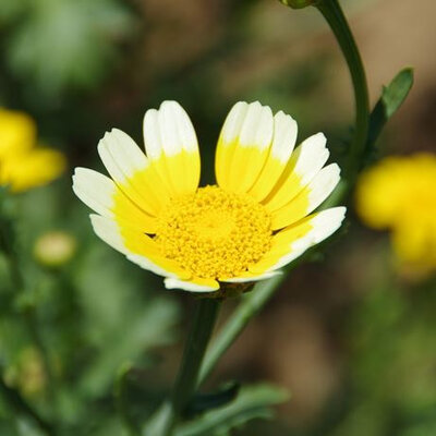 Plant chrysanteme shungiku (annuelle/comest)