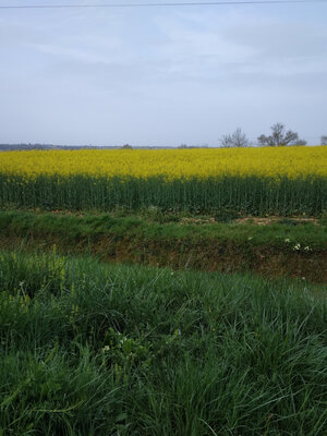 Duo colza - printemps (17)
