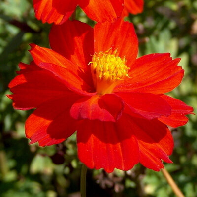 Plant fleur cosmos cosmic red