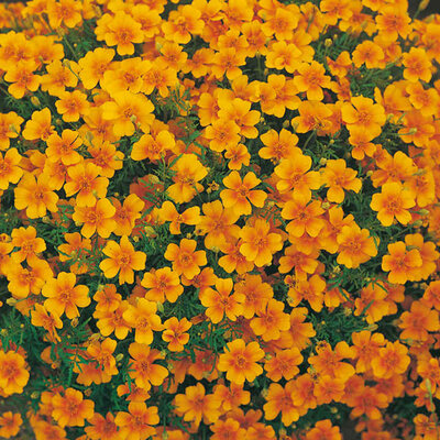Plant fleur tagète agrume