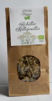 Achillée millefeuilles