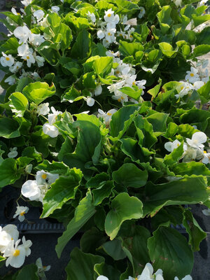 Bégonia big à fleurs blanc