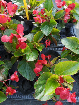 Bégonia big à fleurs rouge
