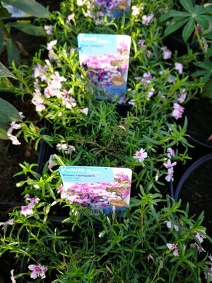 Phlox rampant rose et blanc en pot de 3l