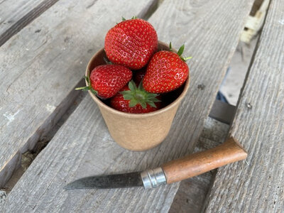 Fraises pot 250gr