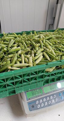 Petit pois