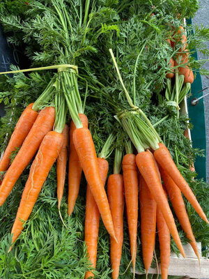 Carottes bio en botte