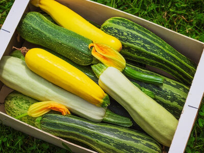 Courgette jaune