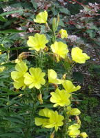 Plant onagre (annuelle/fleur comestible)