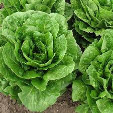 Salade sucrine