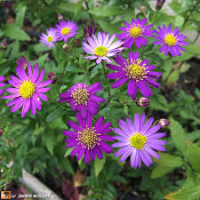 Plant fleur reine marguerite aster