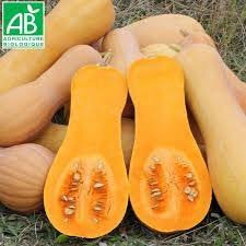 Plant courge longue de nice