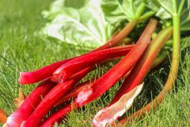 Rhubarbe (500g)