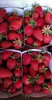 Fraise 250gr
