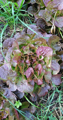 1 salade batavia grenobloise verte et rouge