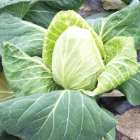Chou pointu/chou nouveau